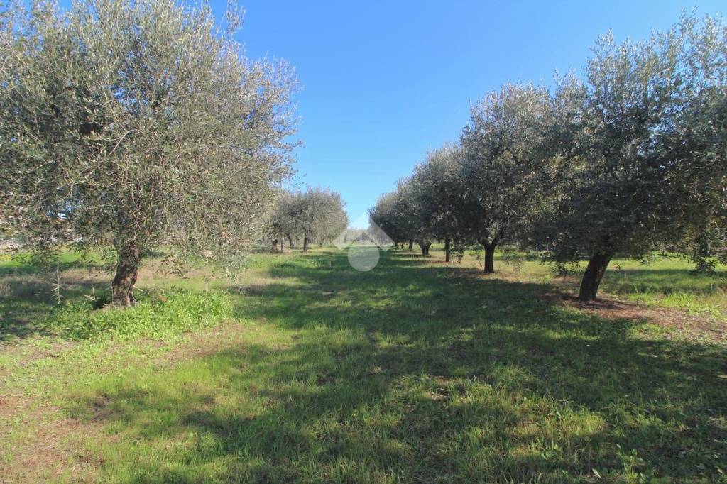 immagine annuncio 6 di 8