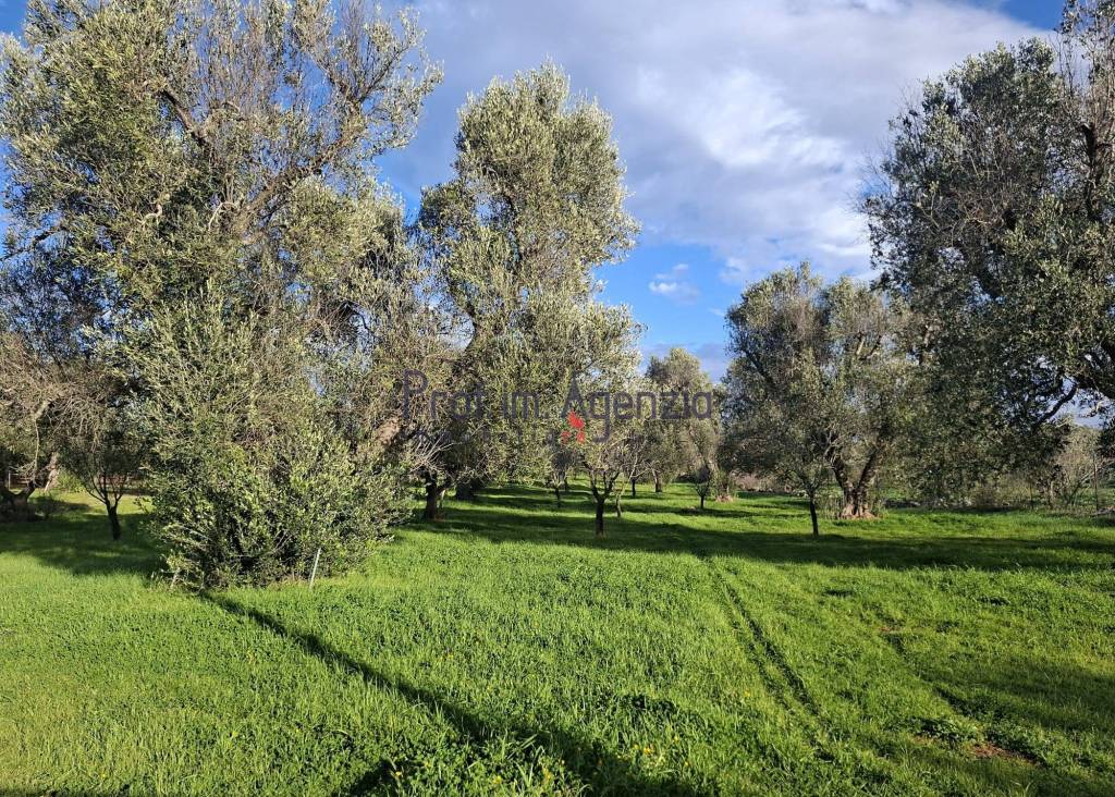 immagine annuncio 9 di 11