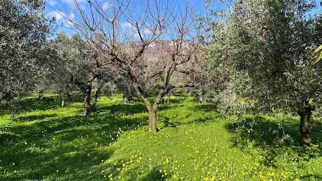 immagine annuncio 3 di 6