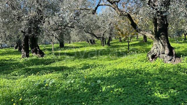 immagine annuncio 4 di 6