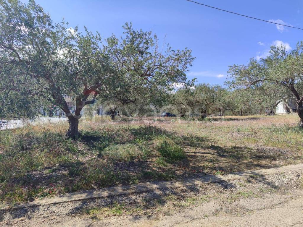 immagine annuncio 2 di 7