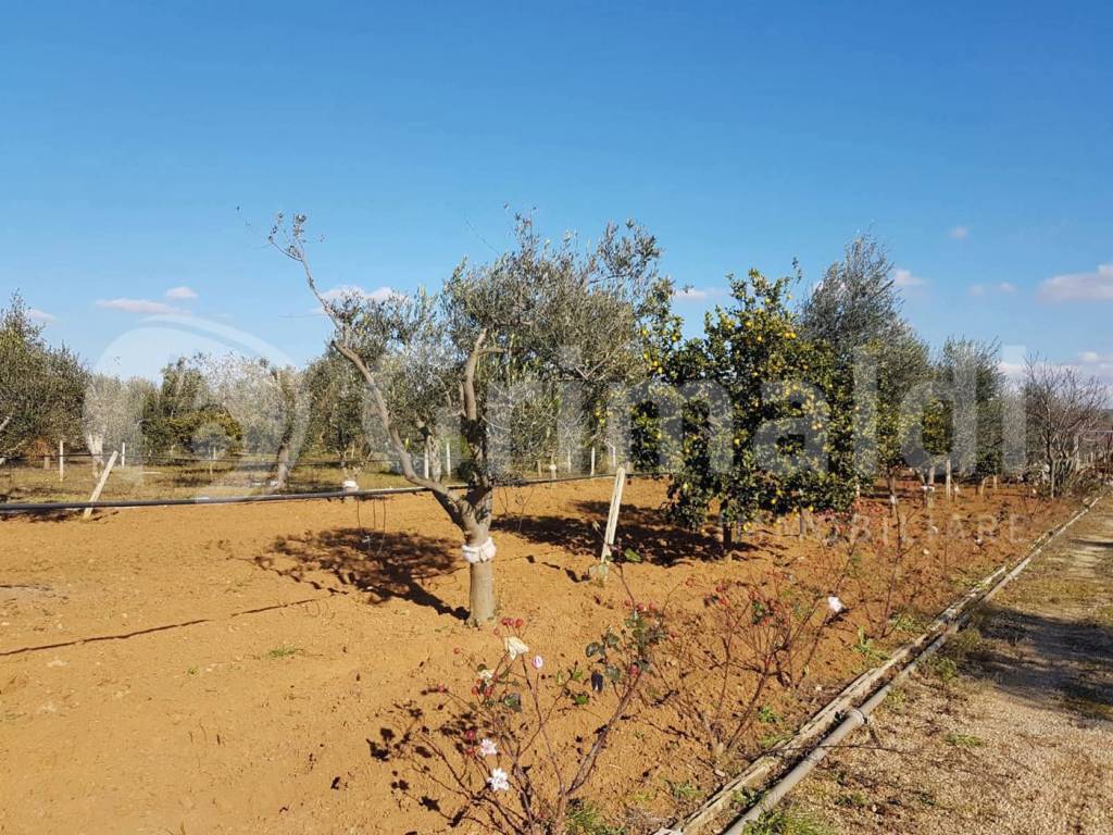 immagine annuncio 5 di 9