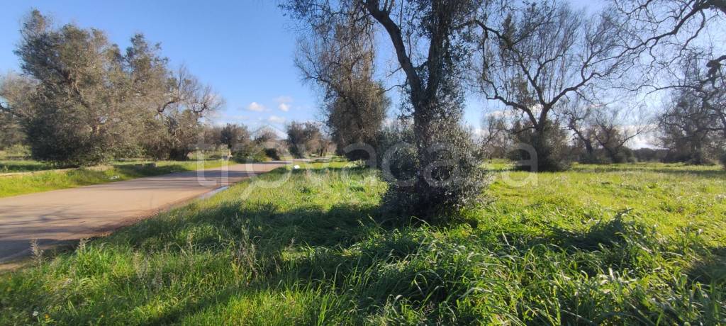 immagine annuncio 2 di 6