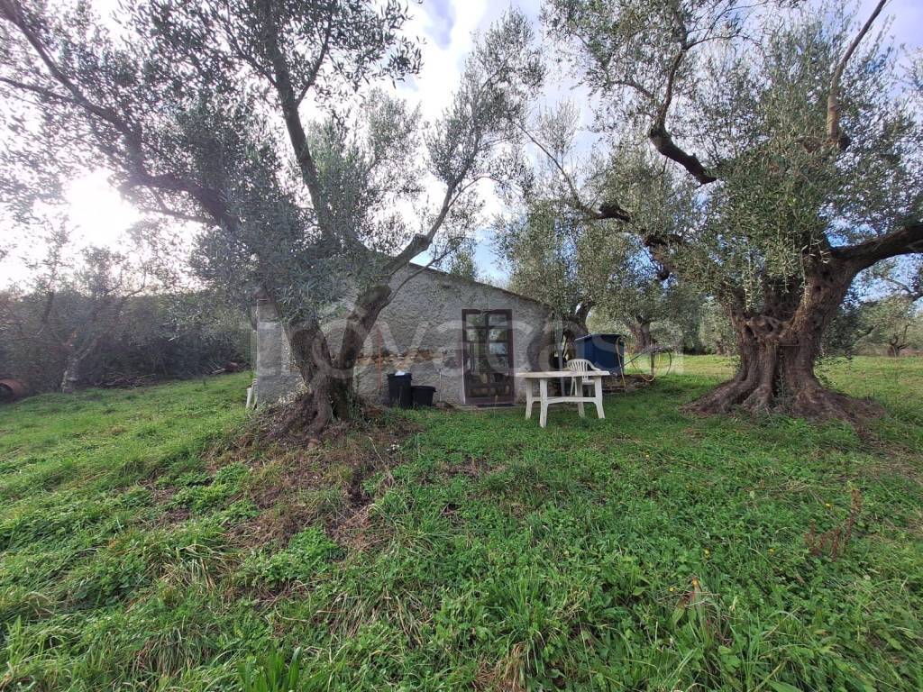 immagine annuncio 3 di 11