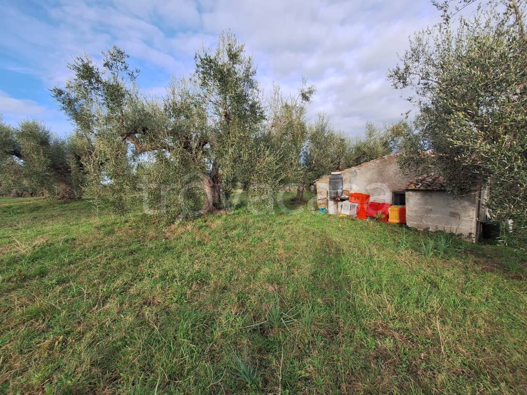 immagine annuncio 4 di 11