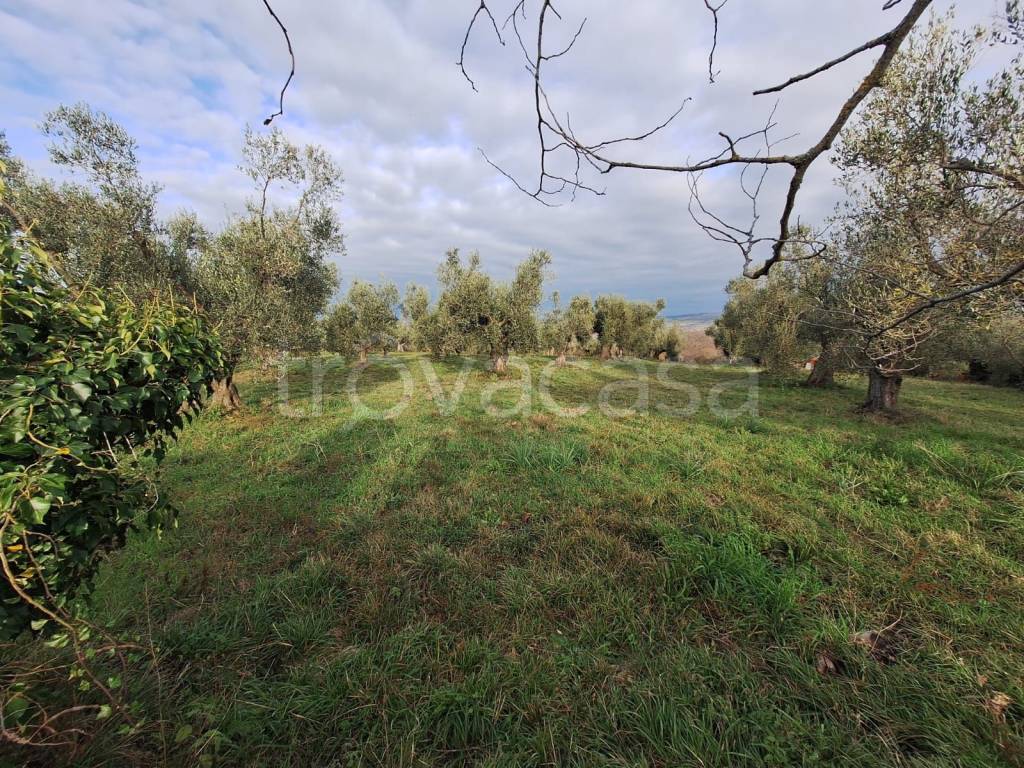 immagine annuncio 5 di 11