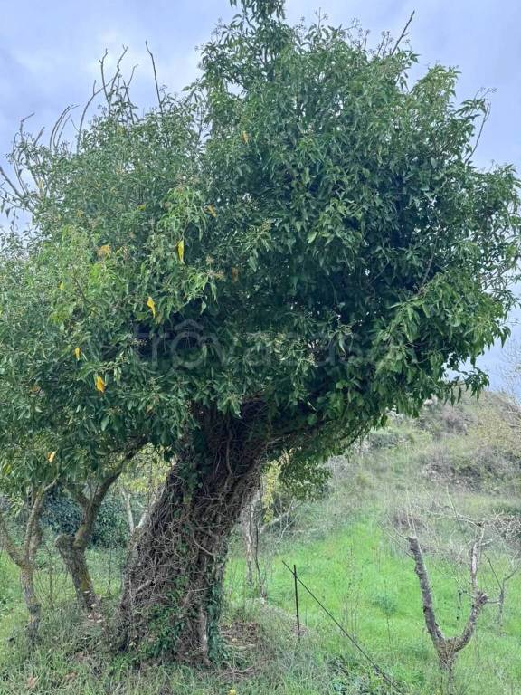 immagine annuncio 7 di 8