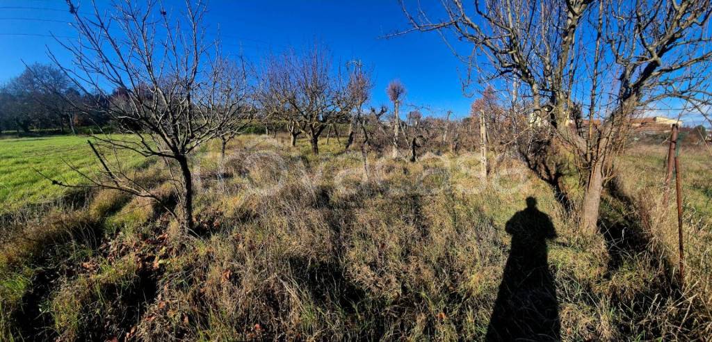 immagine annuncio 8 di 12