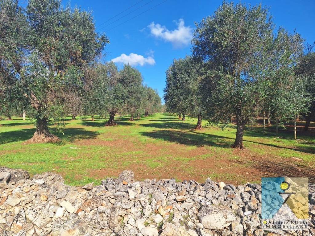 immagine annuncio 11 di 14