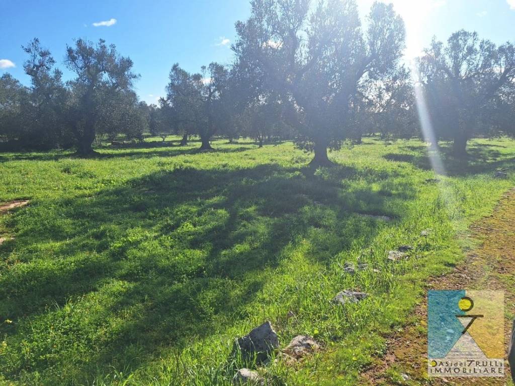 immagine annuncio 2 di 12