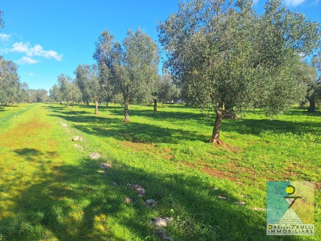 immagine annuncio 6 di 12