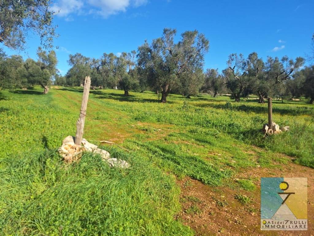 immagine annuncio 9 di 12