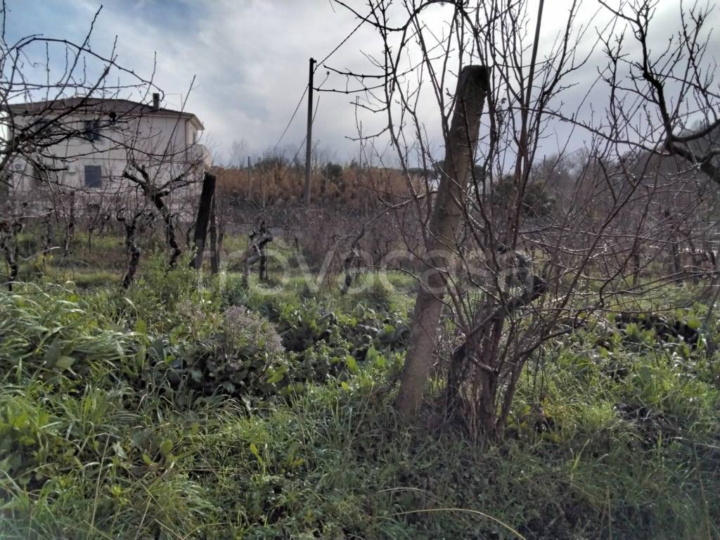 immagine annuncio 4 di 7