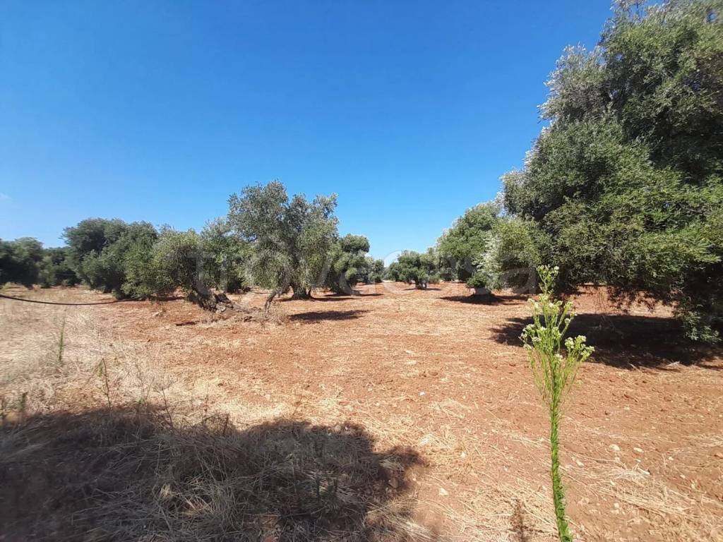 immagine annuncio 2 di 7