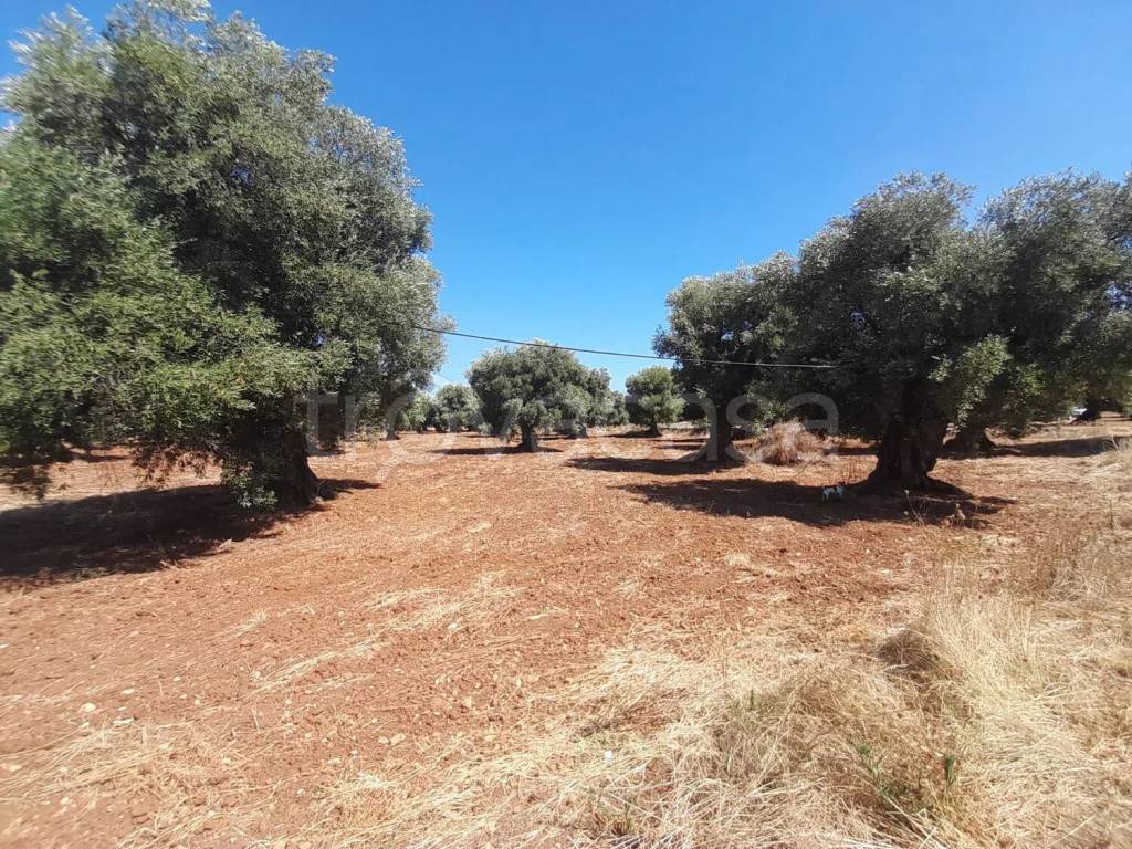 immagine annuncio 3 di 7