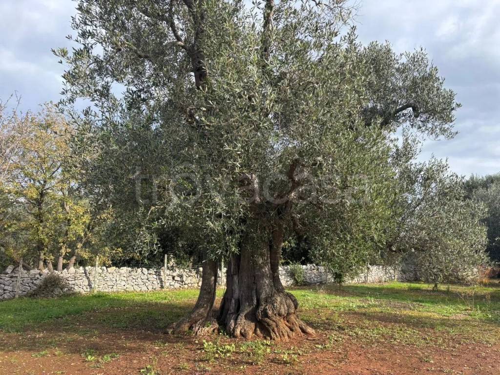 immagine annuncio 9 di 12