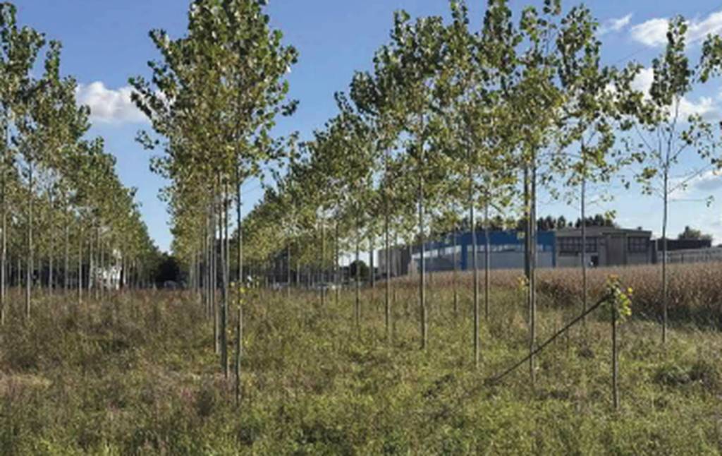 immagine annuncio 1 di 10