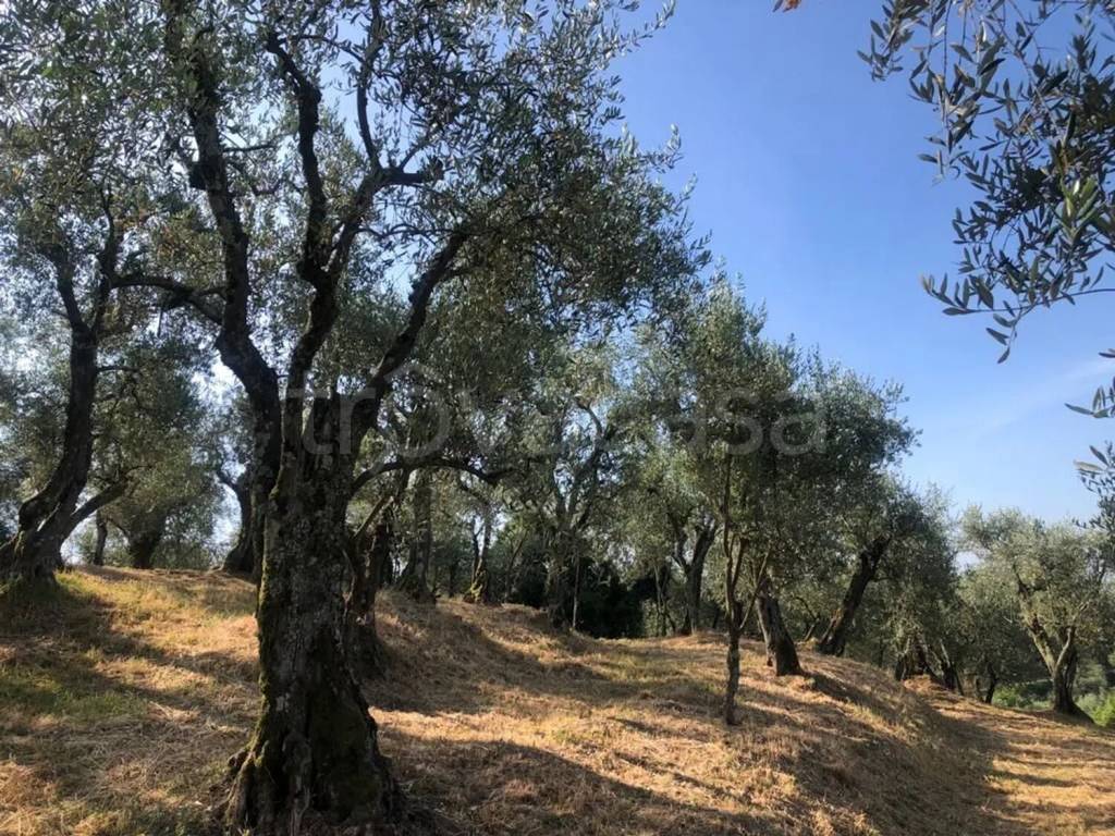 immagine annuncio 1 di 6