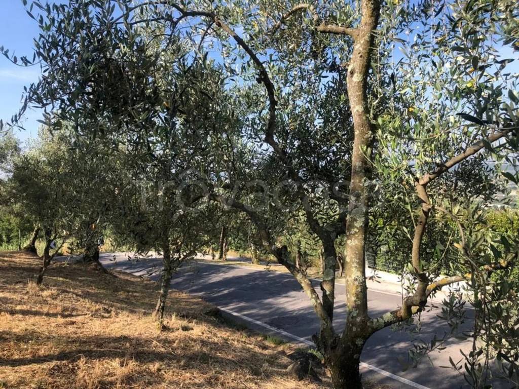 immagine annuncio 4 di 6