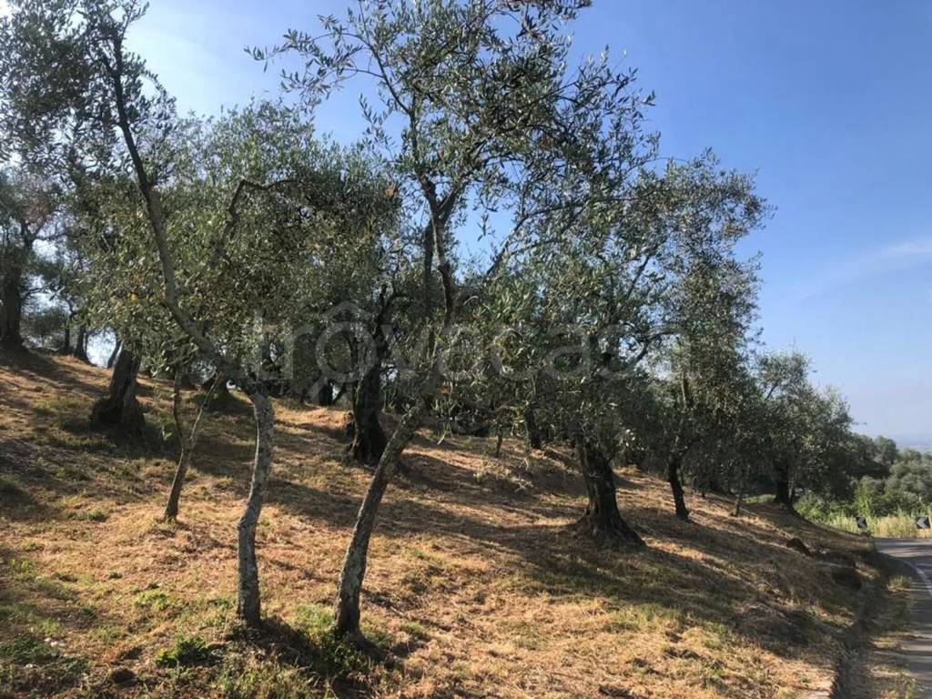 immagine annuncio 5 di 6