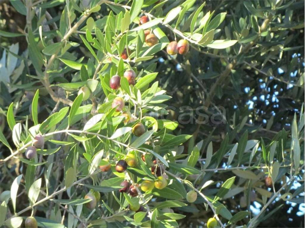 immagine annuncio 4 di 12