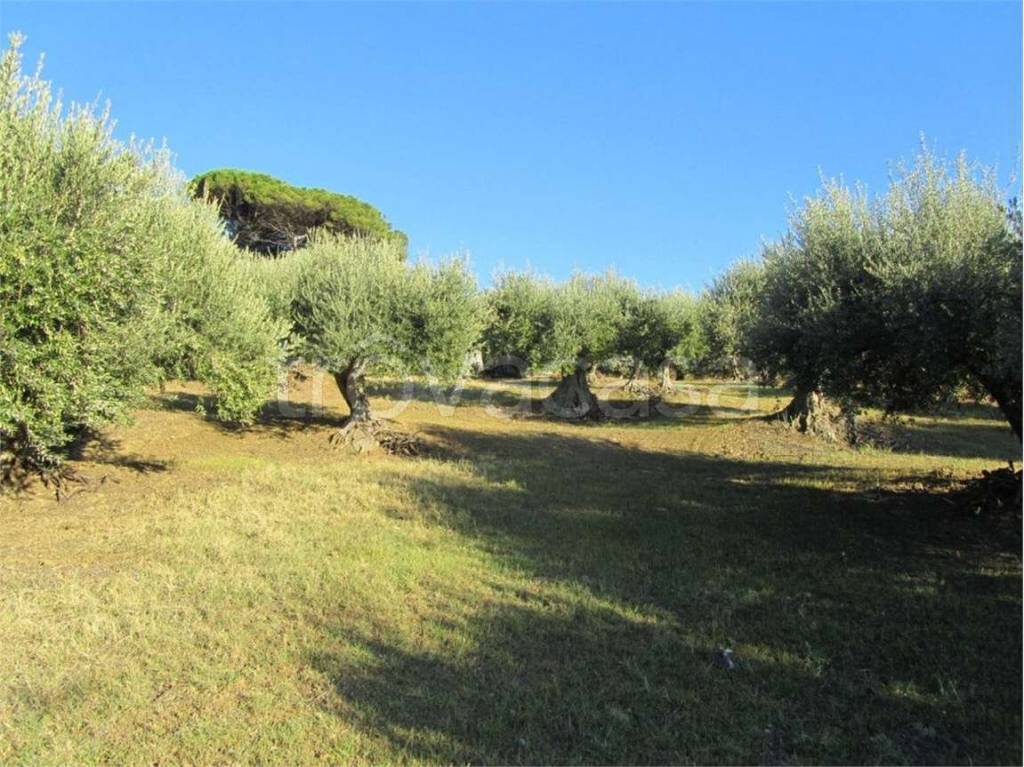 immagine annuncio 6 di 12