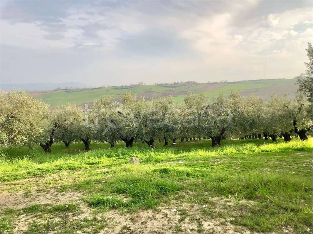 immagine annuncio 1 di 8