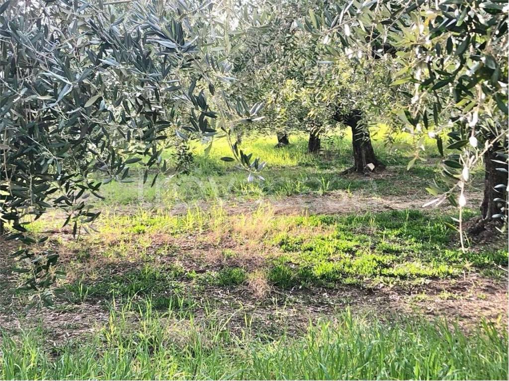 immagine annuncio 6 di 8