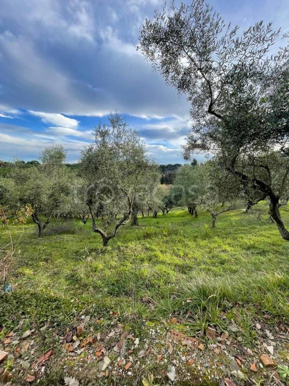 immagine annuncio 2 di 6