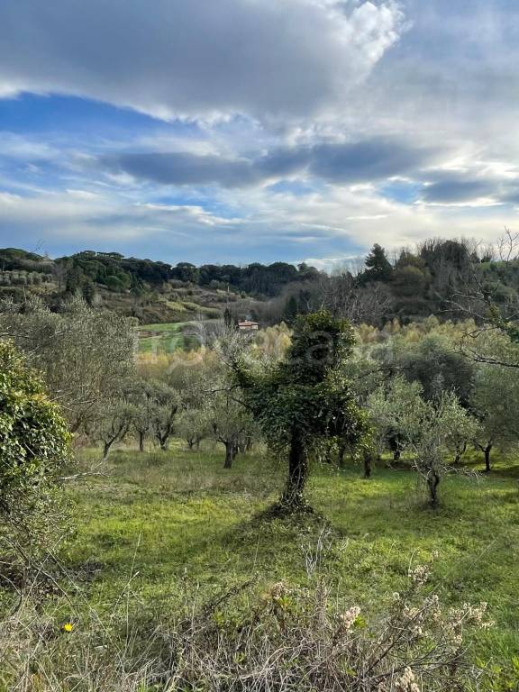 immagine annuncio 3 di 6