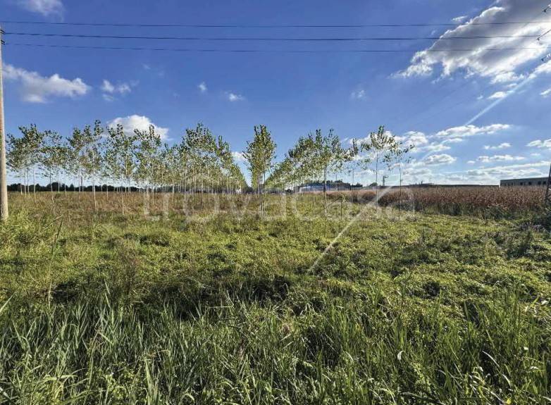 immagine annuncio 5 di 13