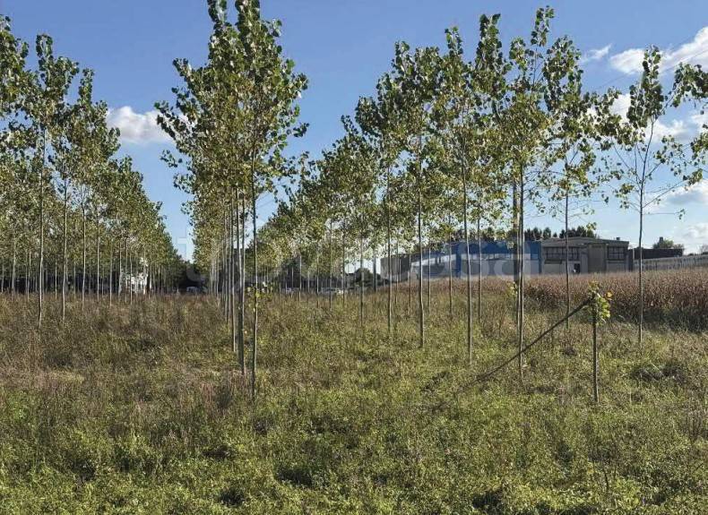 immagine annuncio 6 di 13