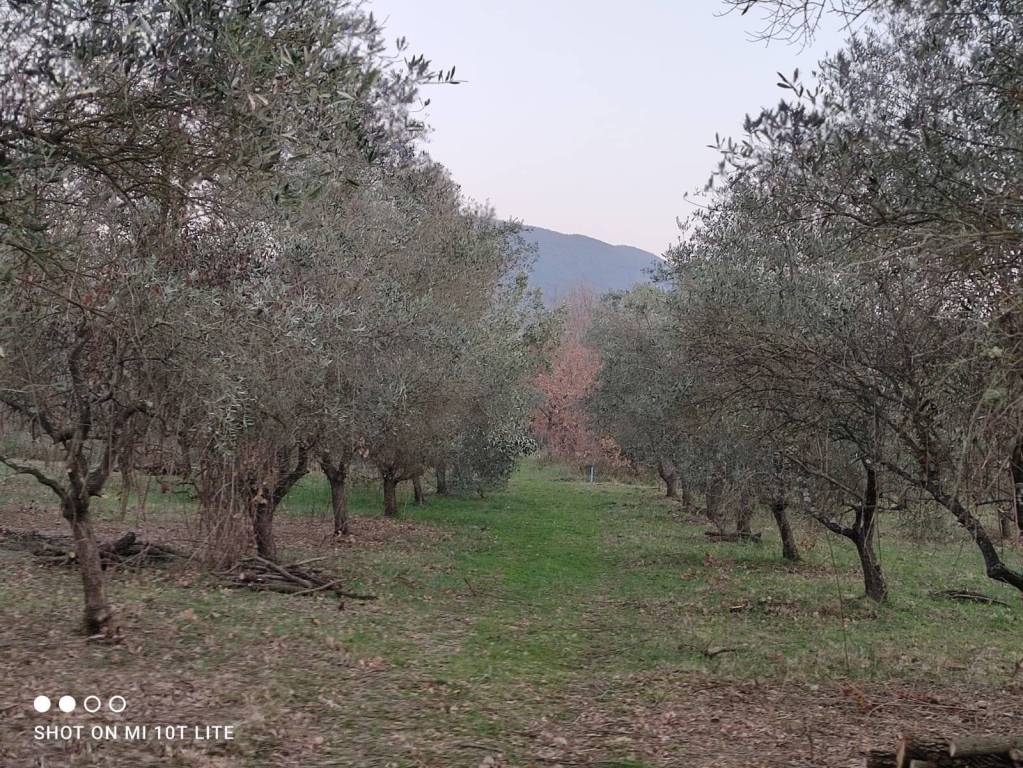 immagine annuncio 5 di 13