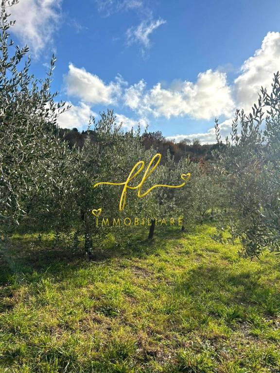 immagine annuncio 6 di 8