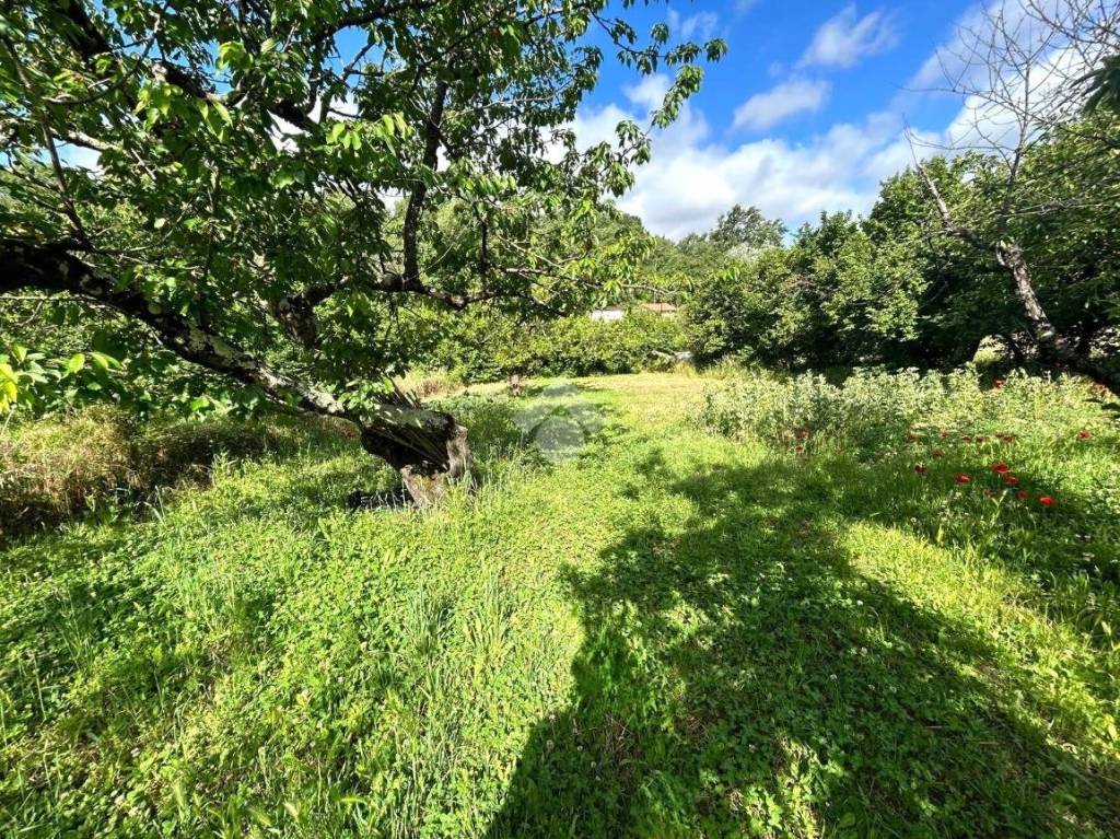 immagine annuncio 4 di 14