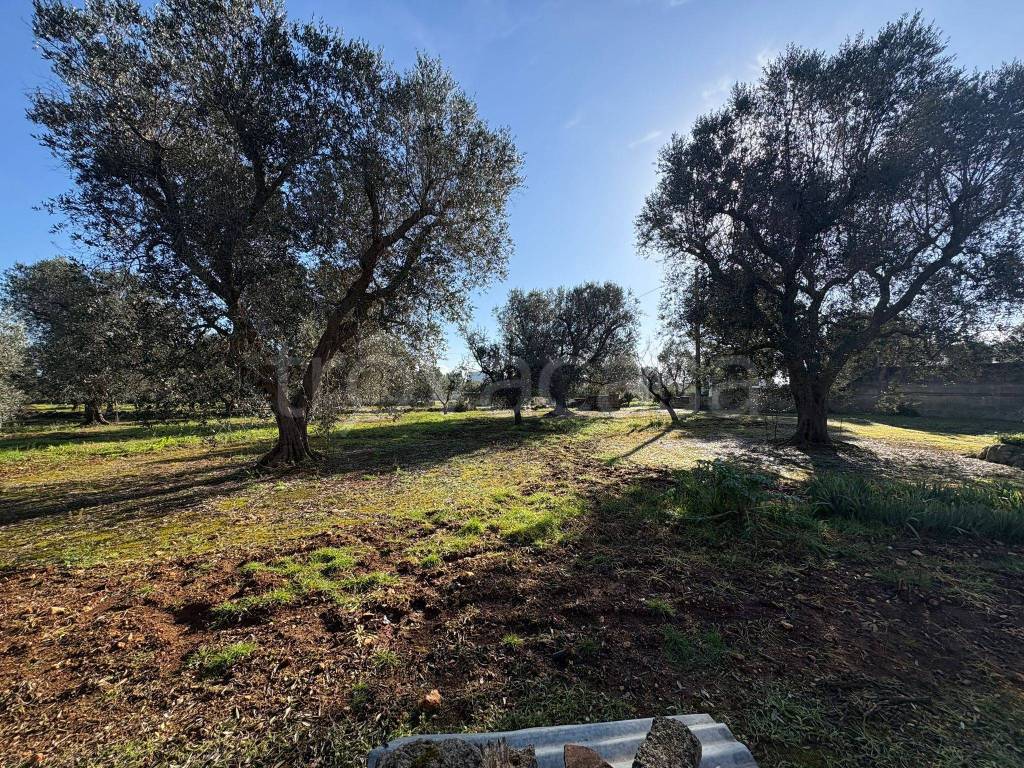 immagine annuncio 2 di 7