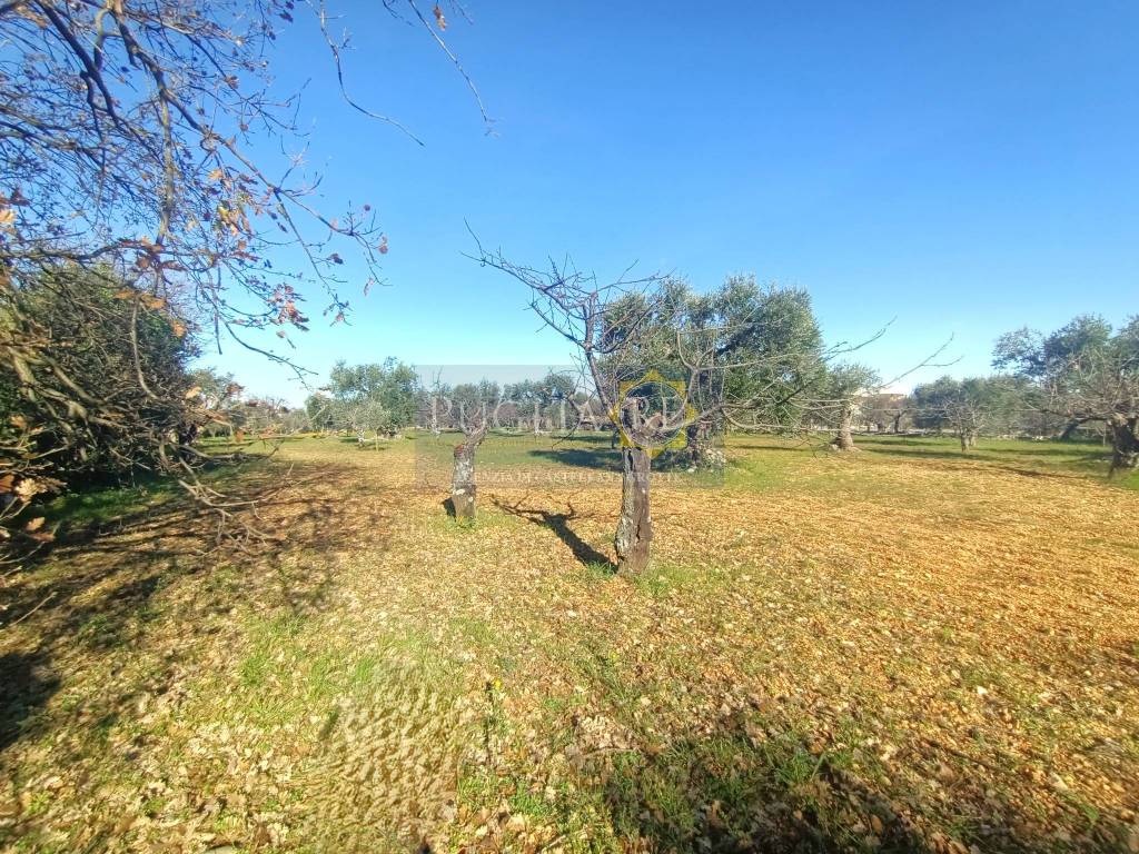 immagine annuncio 7 di 9