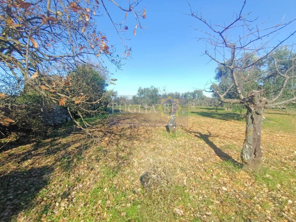 immagine annuncio 8 di 9