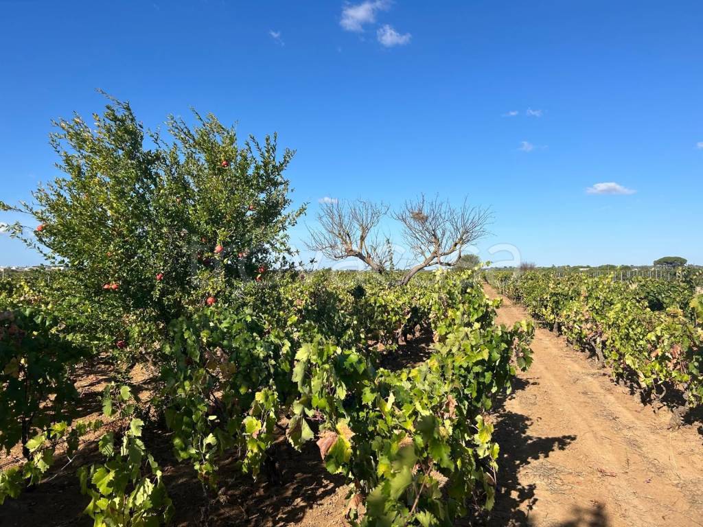 immagine annuncio 6 di 9