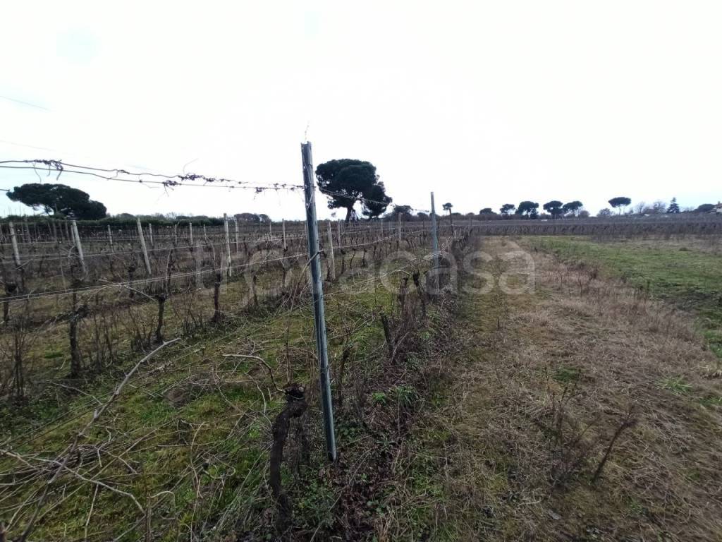 immagine annuncio 8 di 11