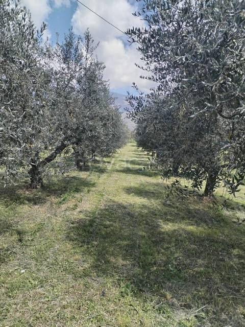 immagine annuncio 2 di 7