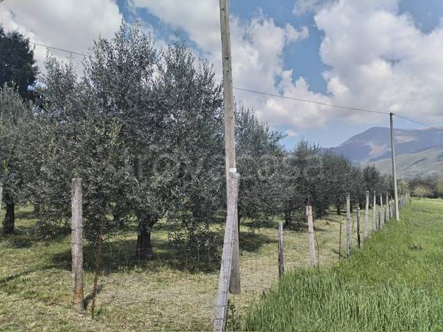 immagine annuncio 5 di 7