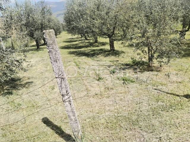 immagine annuncio 6 di 7