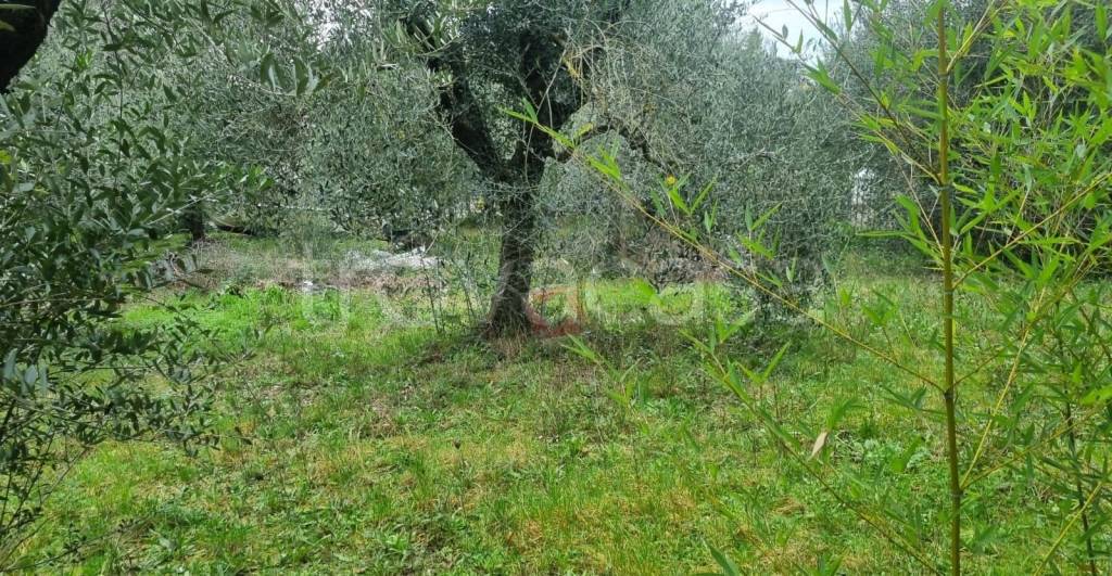 immagine annuncio 7 di 13