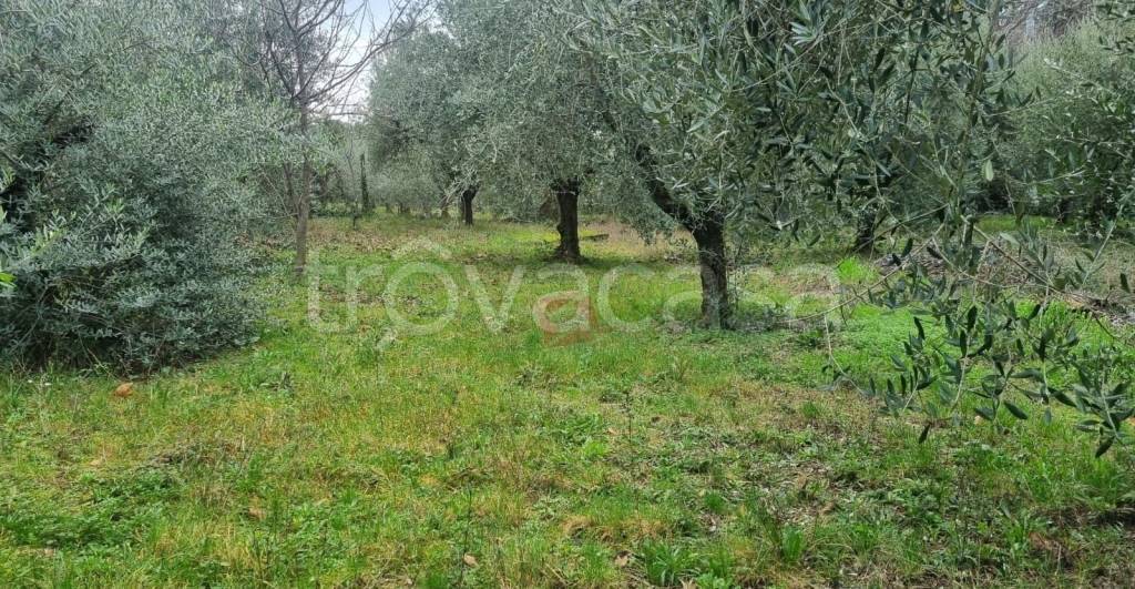 immagine annuncio 9 di 13