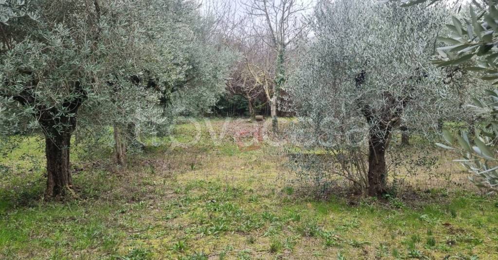 immagine annuncio 11 di 13