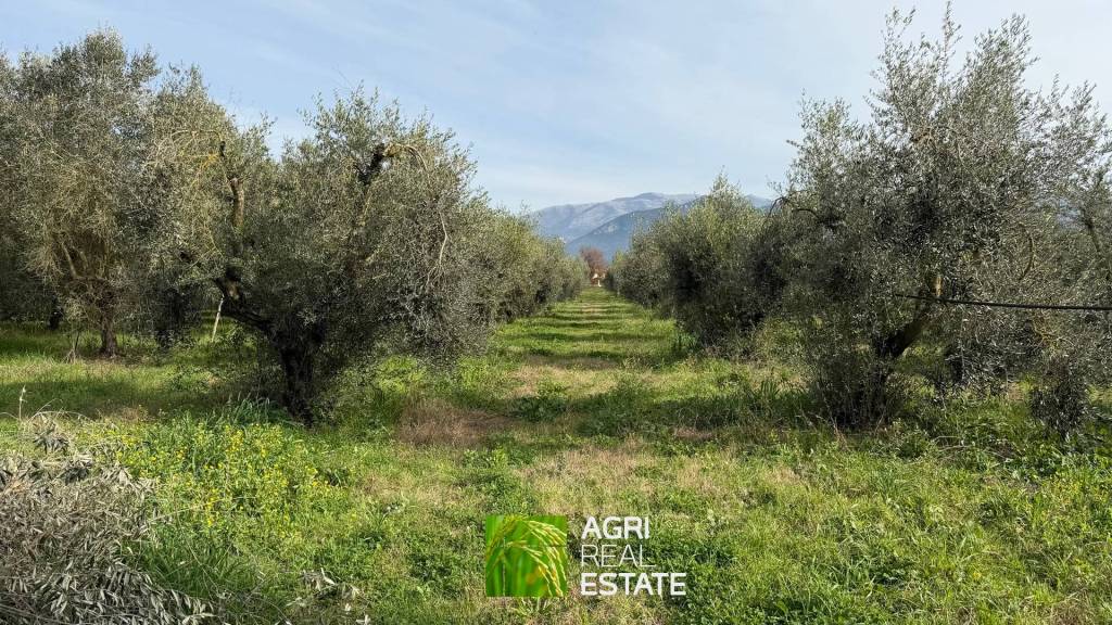 immagine annuncio 5 di 11