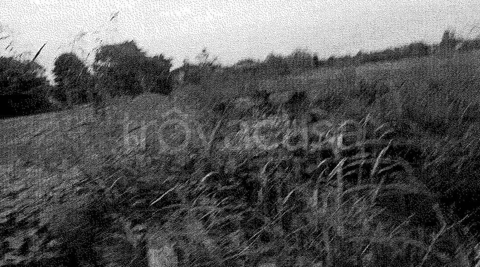 terreno agricolo in vendita a Travacò Siccomario
