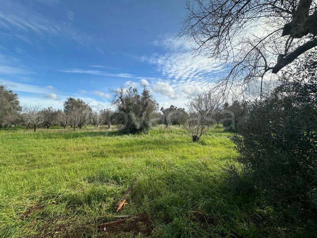 immagine annuncio 10 di 11