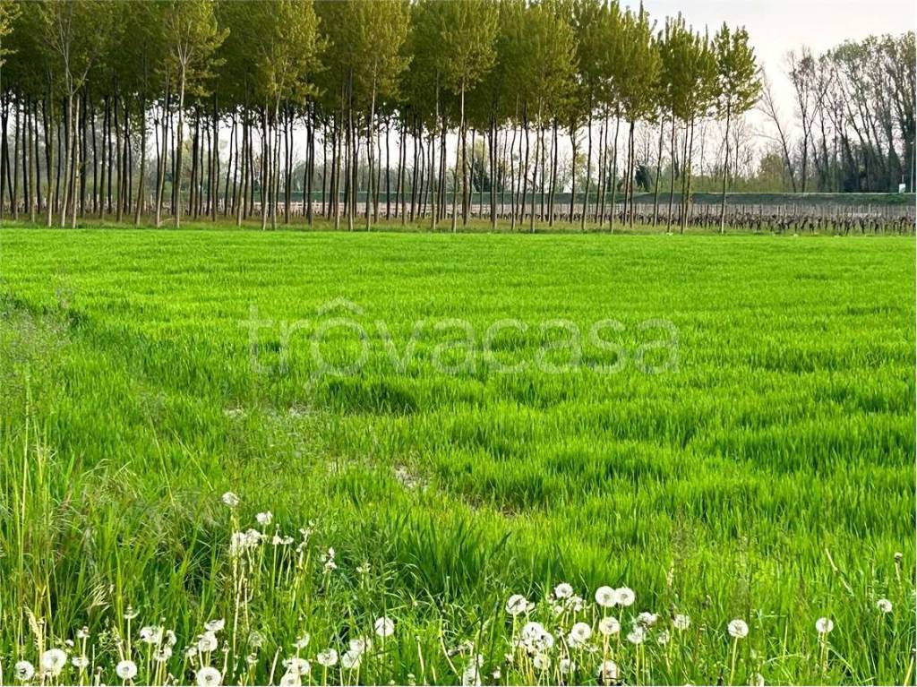 immagine annuncio 4 di 6